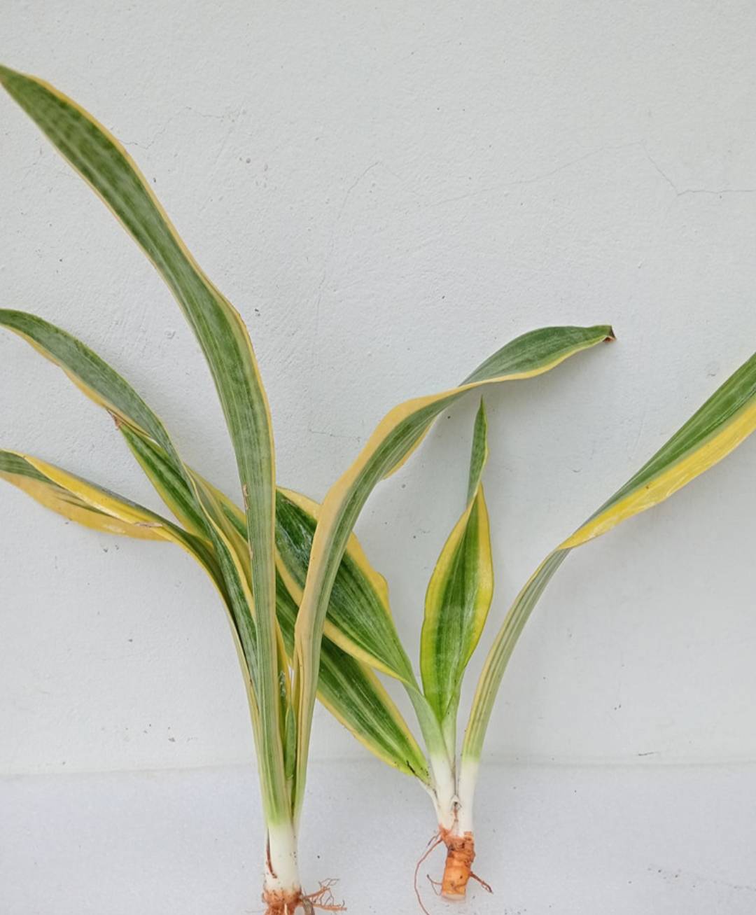ลิ้นมังกรขอบเหลือง แบบเหง้า Sansevieria laurenti