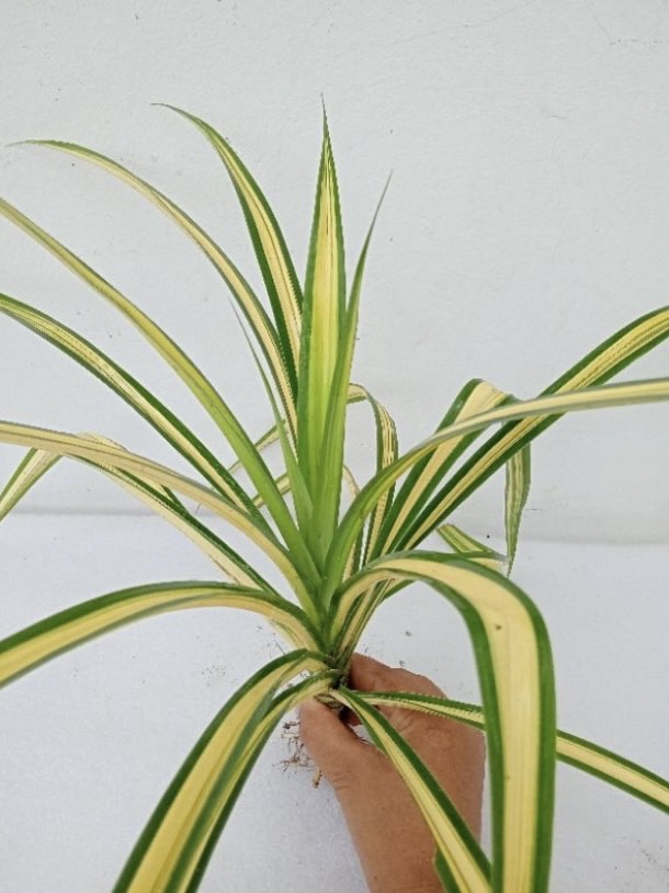 กิ่งต้นเตยด่าง เตยด่าง Screw pine.ไม้ฟอกอากาศ