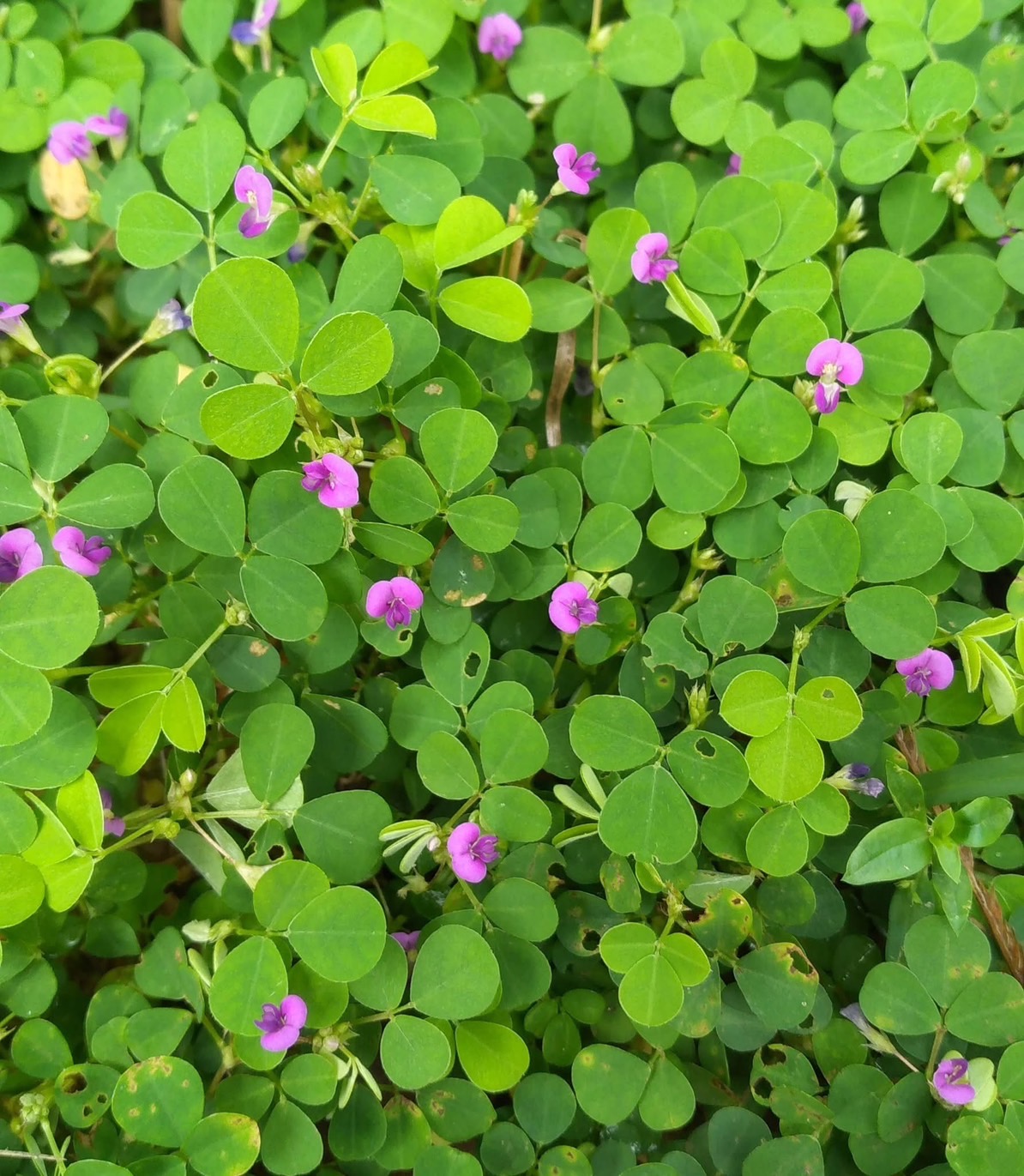หญ้าเกล็ดหอย Hydrocotyle sibthorpioides Lamk. พืชคลุมดิน หนึ่งถุงน้ำหนัก 300 กรัม