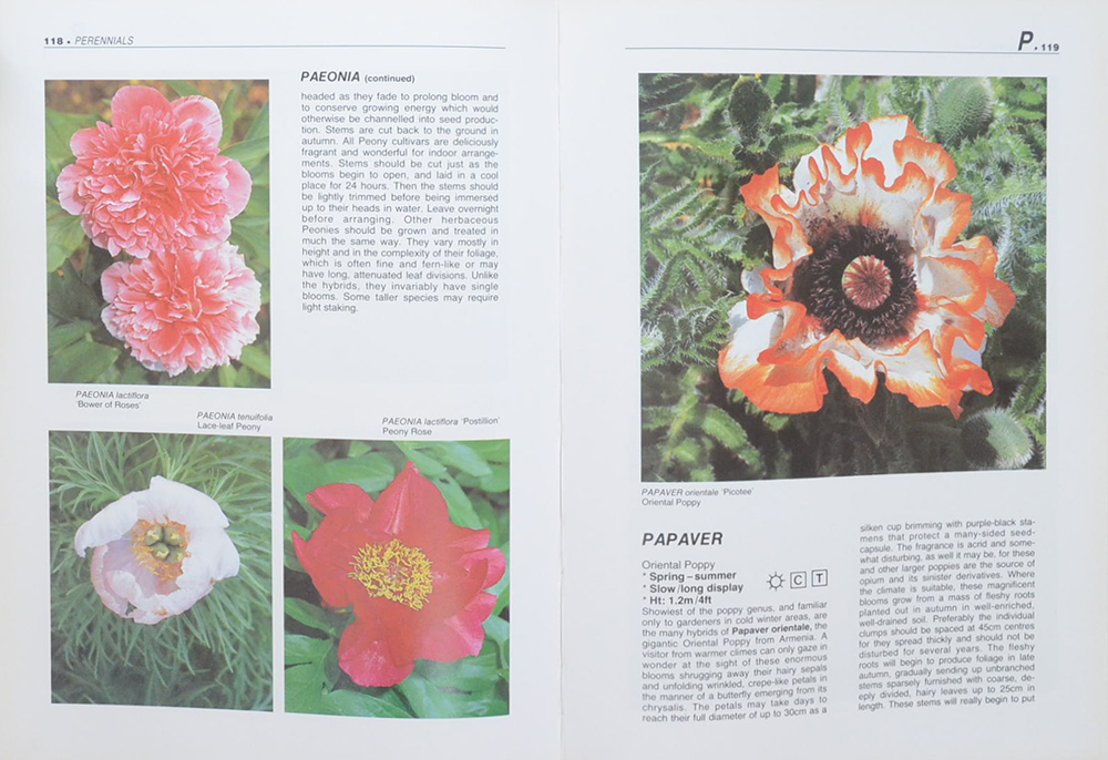 PERENNIALS FOR BED AND BORDER