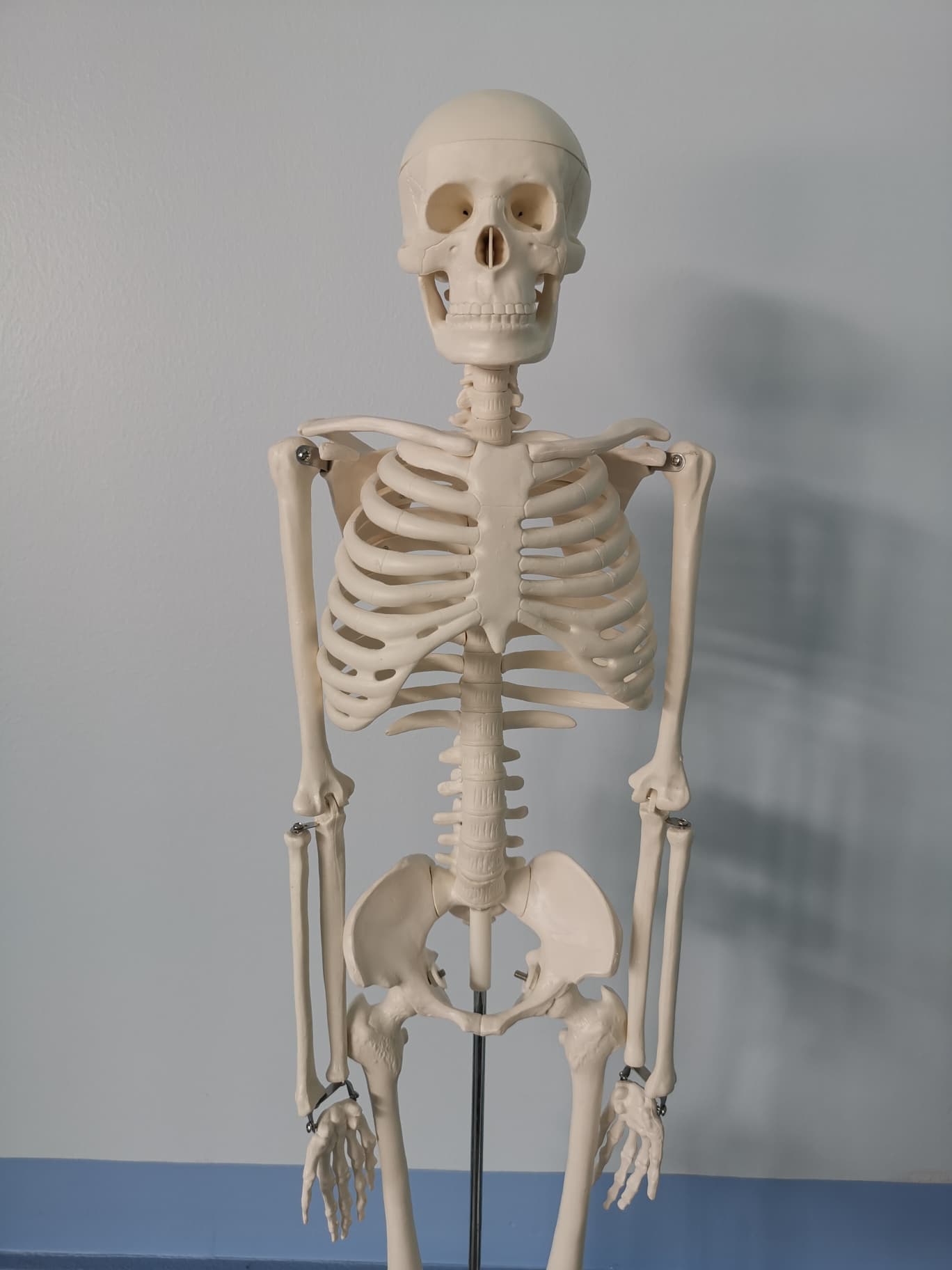 โมเดลโครงกระดูกมนุษย์ ขนาด 85 ซ.ม.