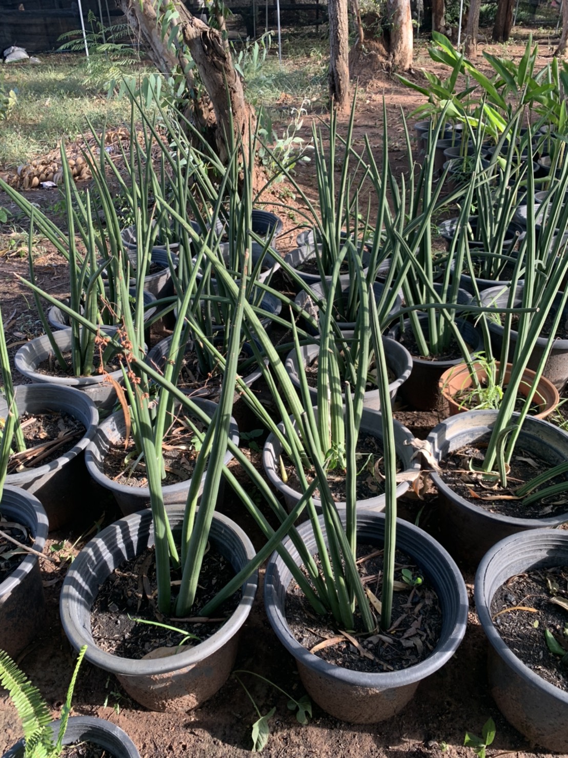 ว่านงาช้าง African Spear plant