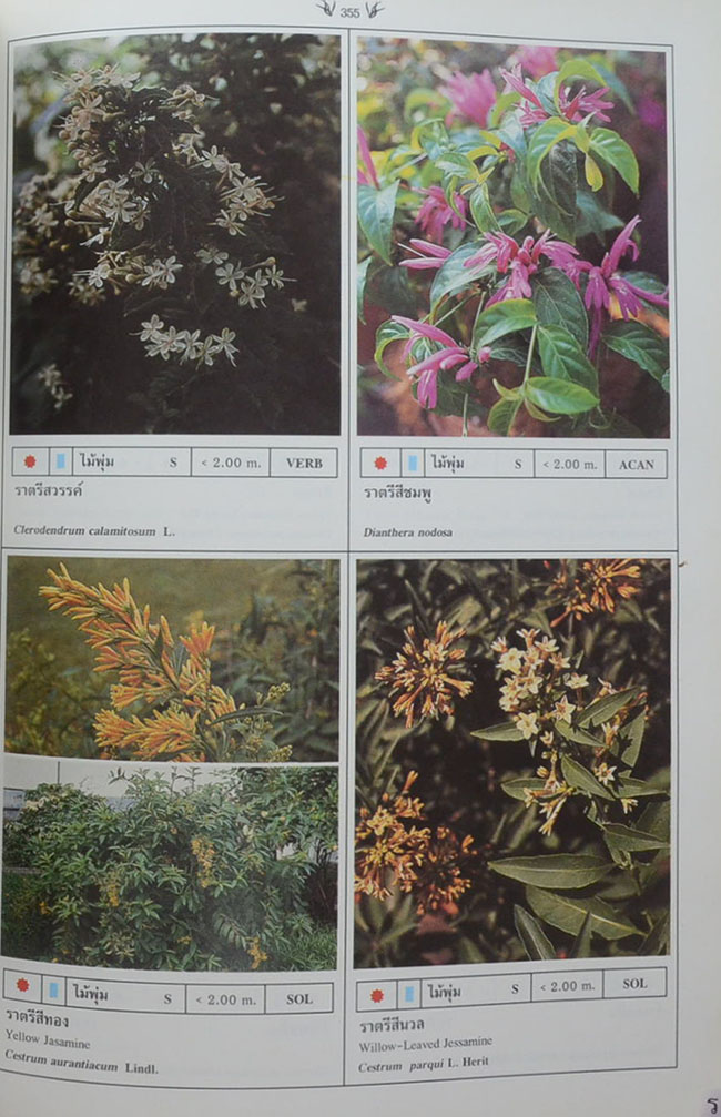 พฤกษาพัน (ภาษาไทย-อังกฤษ)