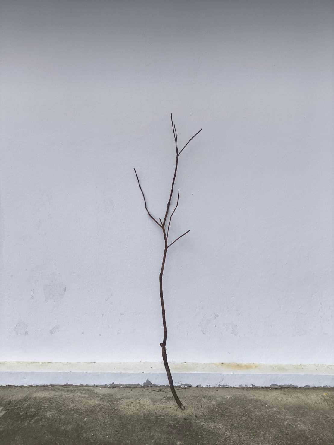 🌿 กิ่งไม้แห้งจริง Tree branch (เบอร์ 17)