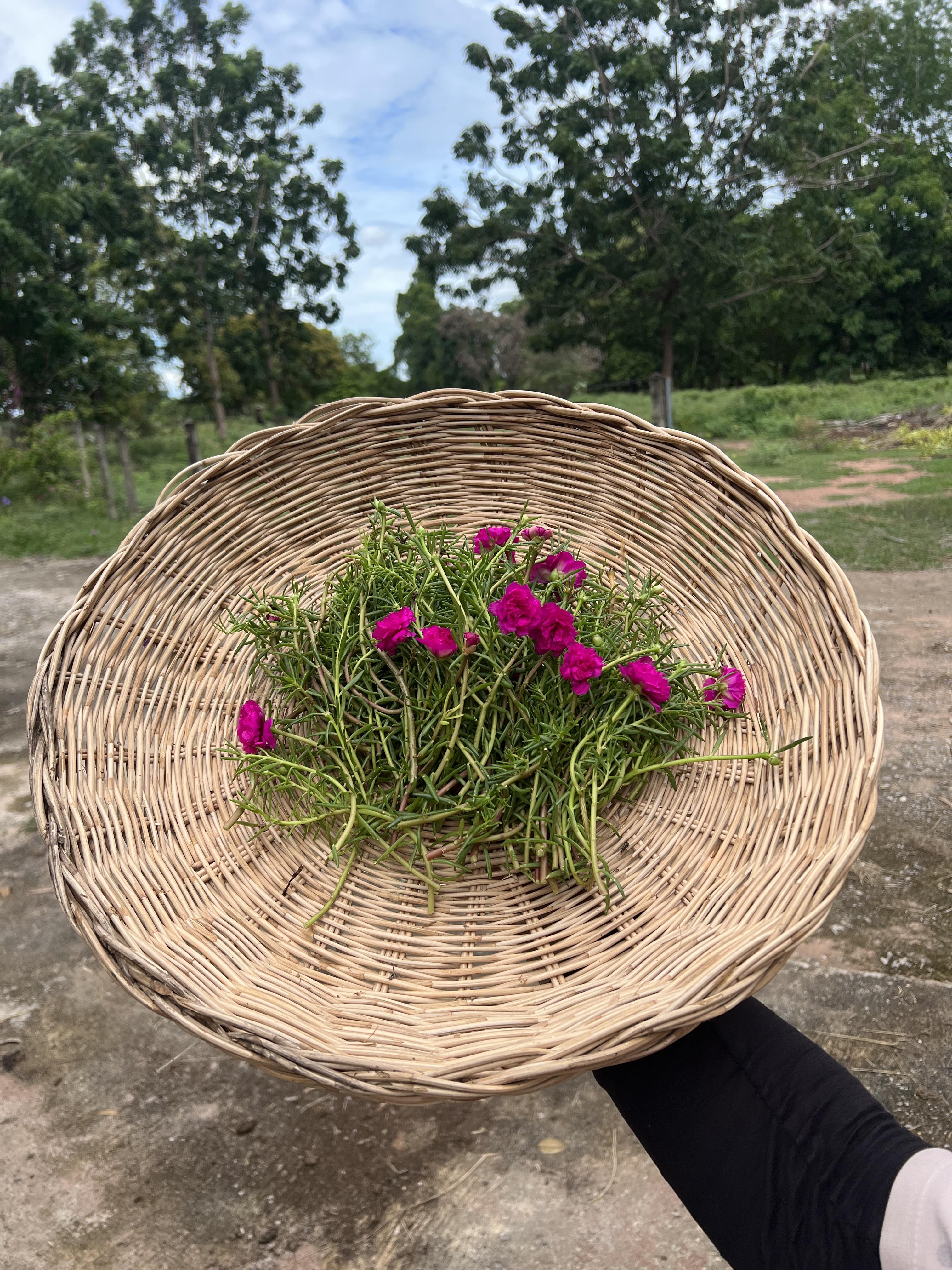 กิ่ง แพรเซี่ยงไฮ้ 3กิ่ง คละสี Portulaca