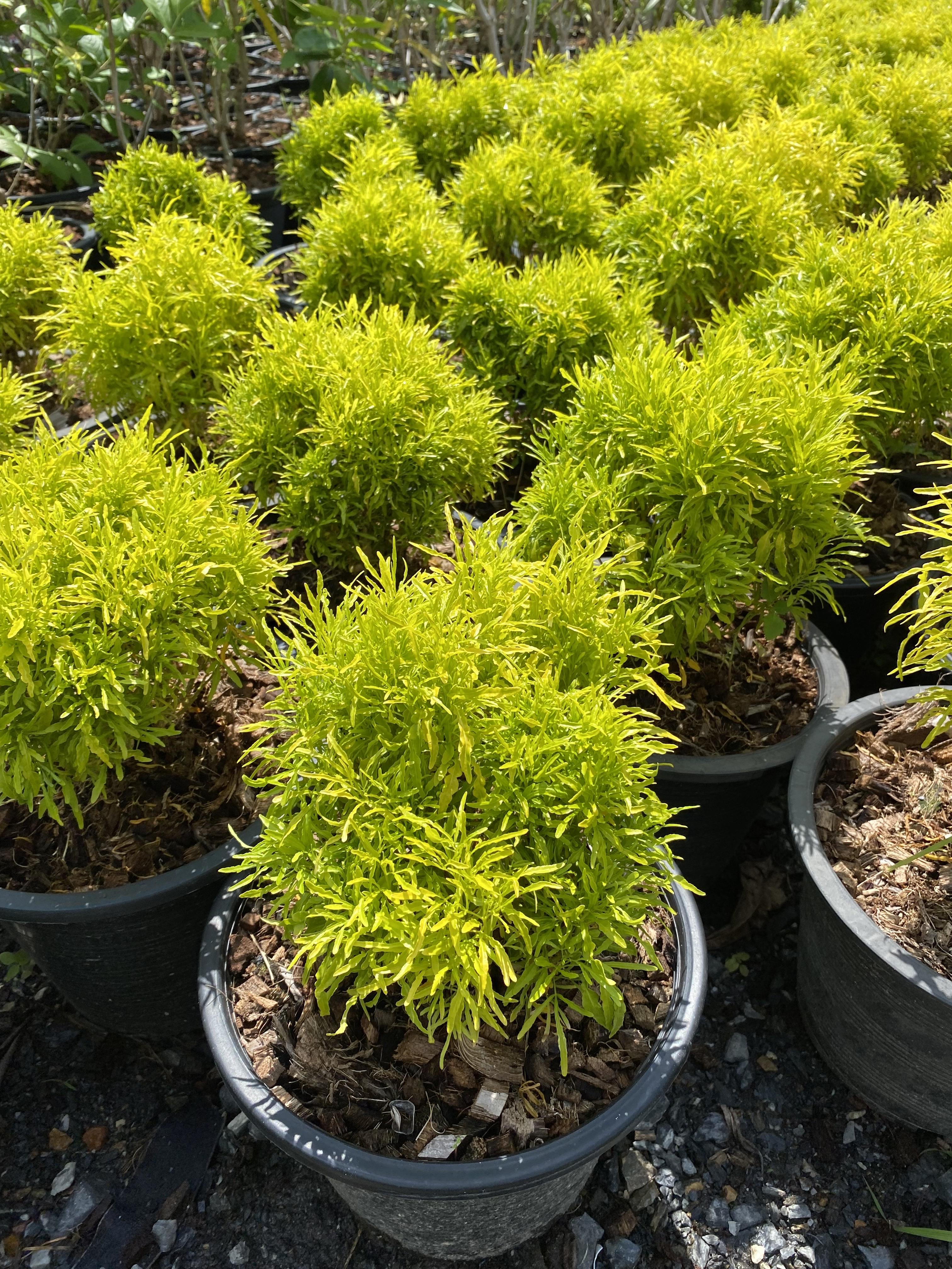 เล็บครุฑฝอยทอง Polyscias