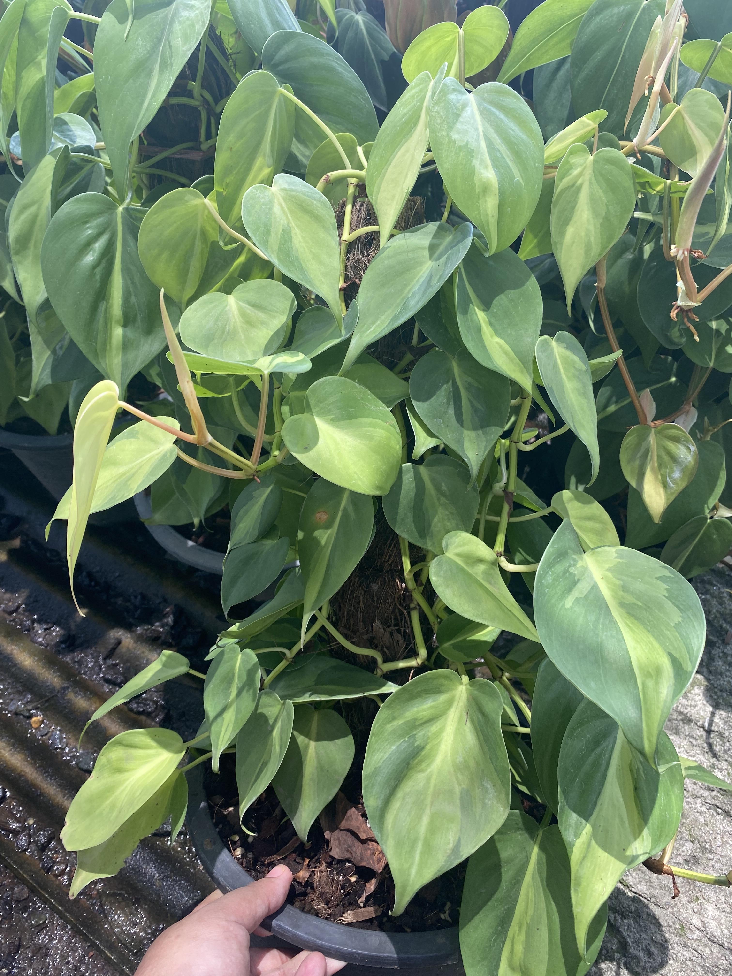 พลูบราซิล พลูเรือนแก้ว Philodendron brazil