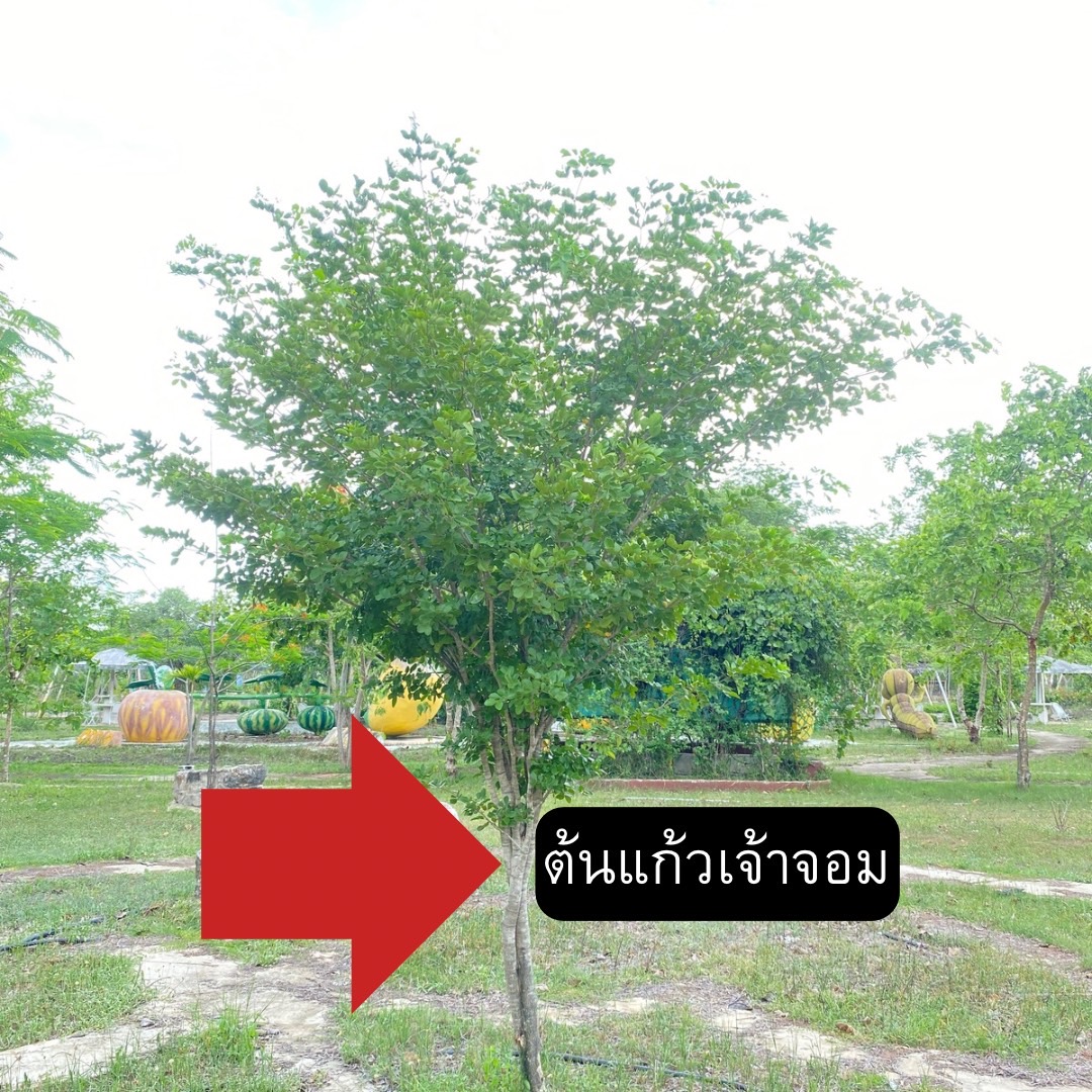 ต้นแก้วเจ้าจอม Guaiacum Officinale Linn