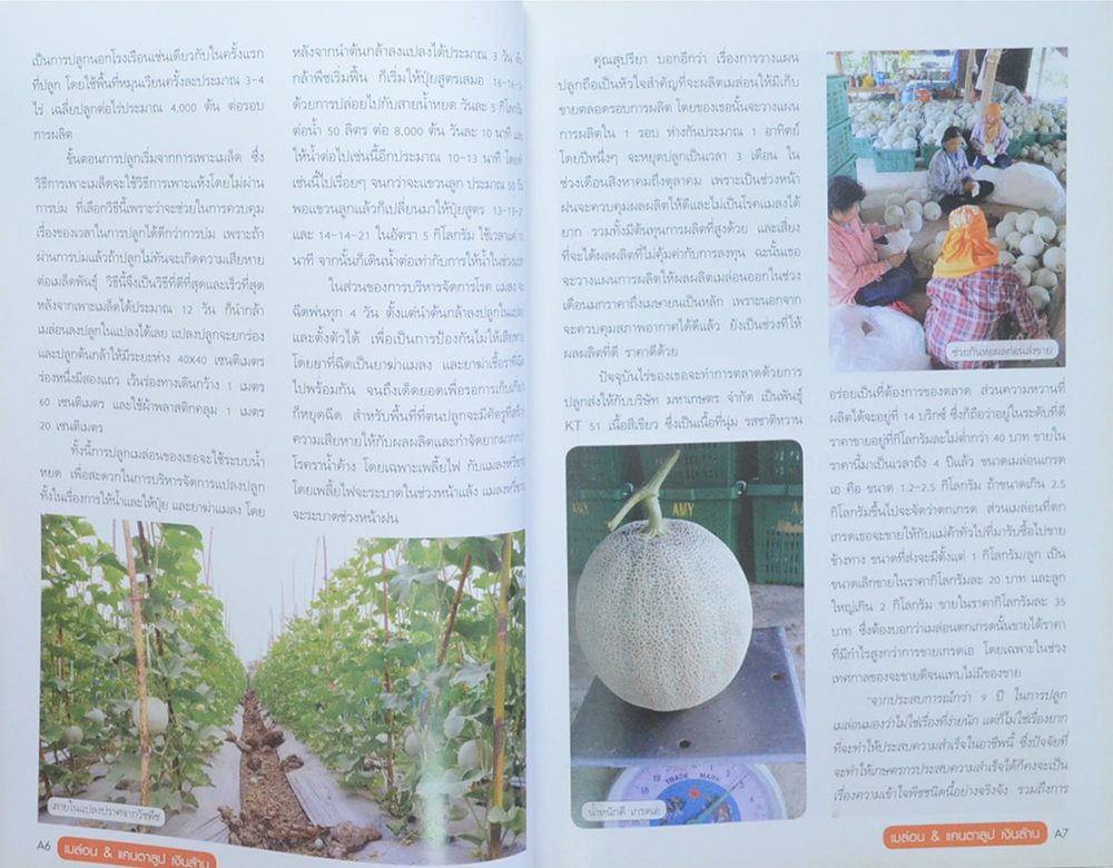 เมล่อน & แคนตาลูบ