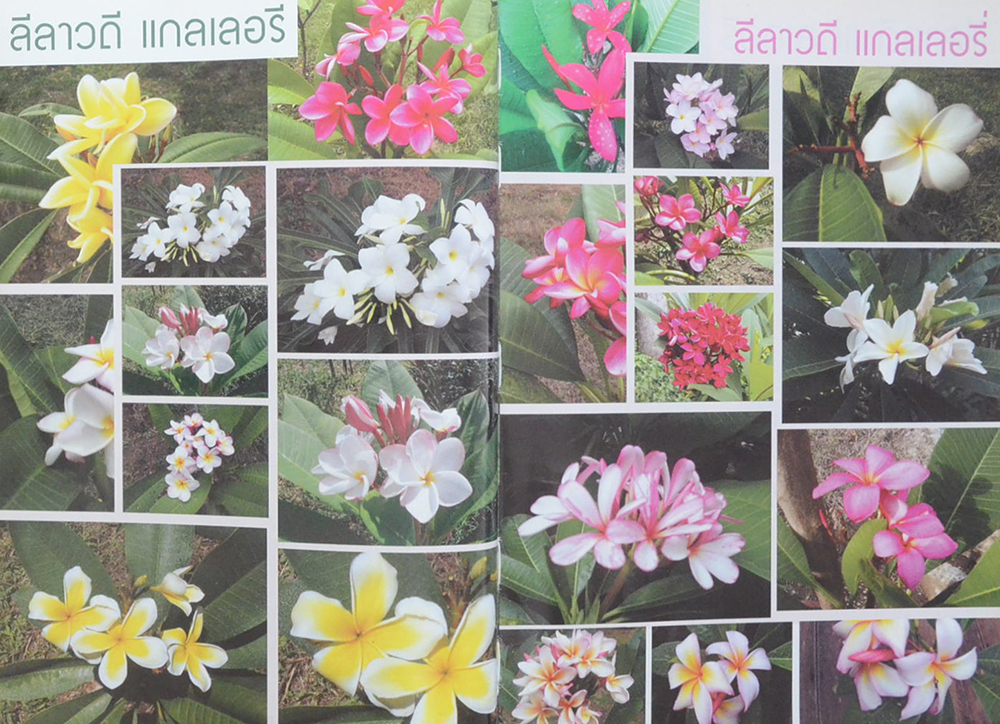 ลีลาวดี ไม้มงคล: ตำนานไม้ดอกที่เคยถูกลืม (ขายตามสภาพ)