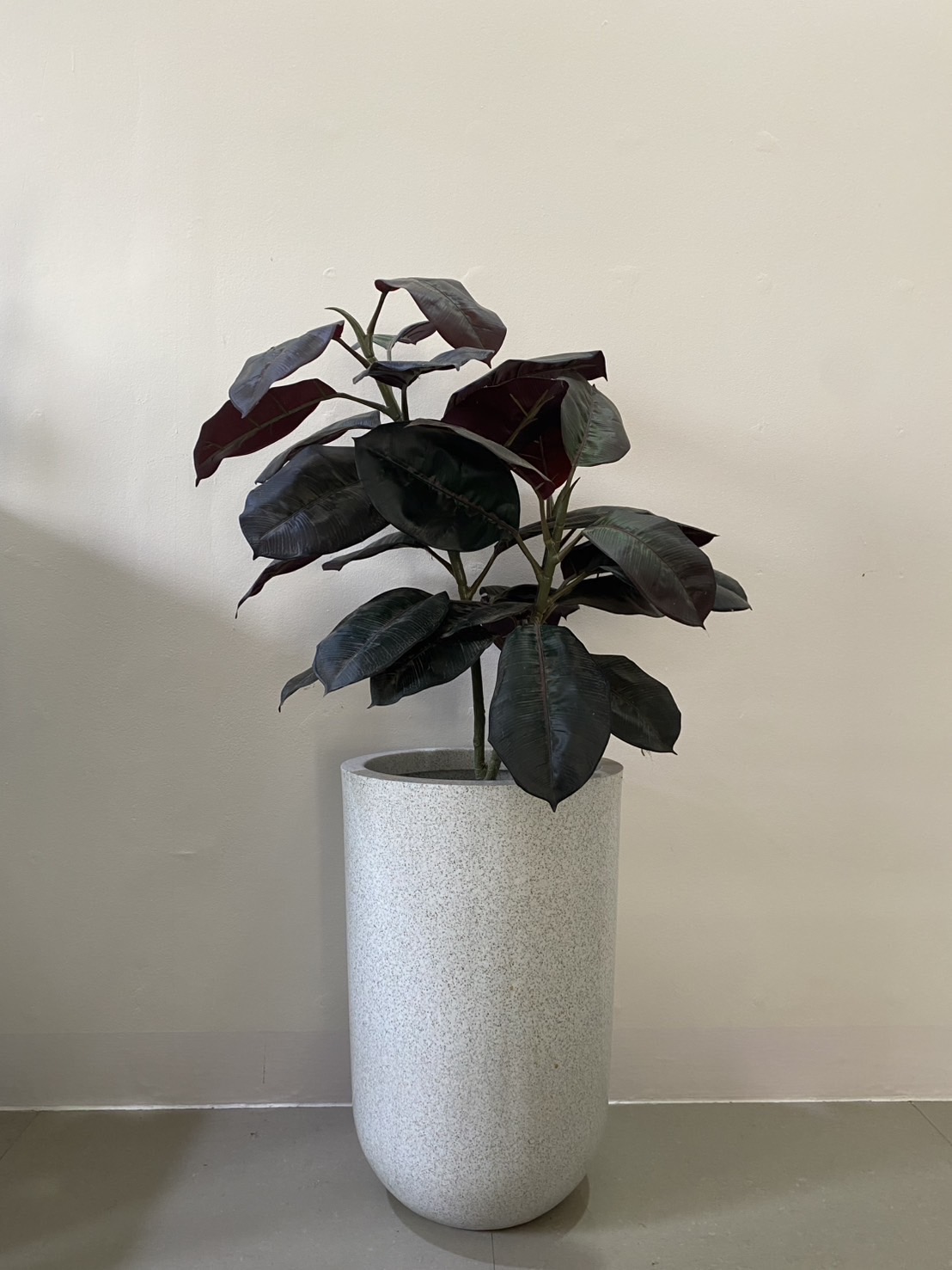 ต้นยางอินเดียแดง ปลอม Indian Rubber Tree