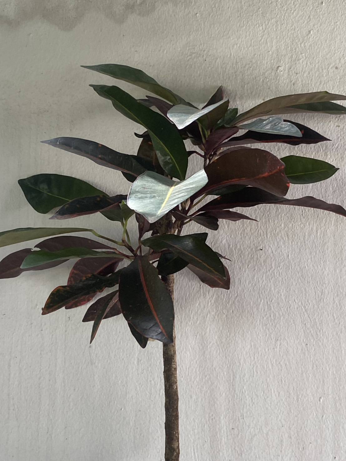 โกสน Codiaeum variegatum