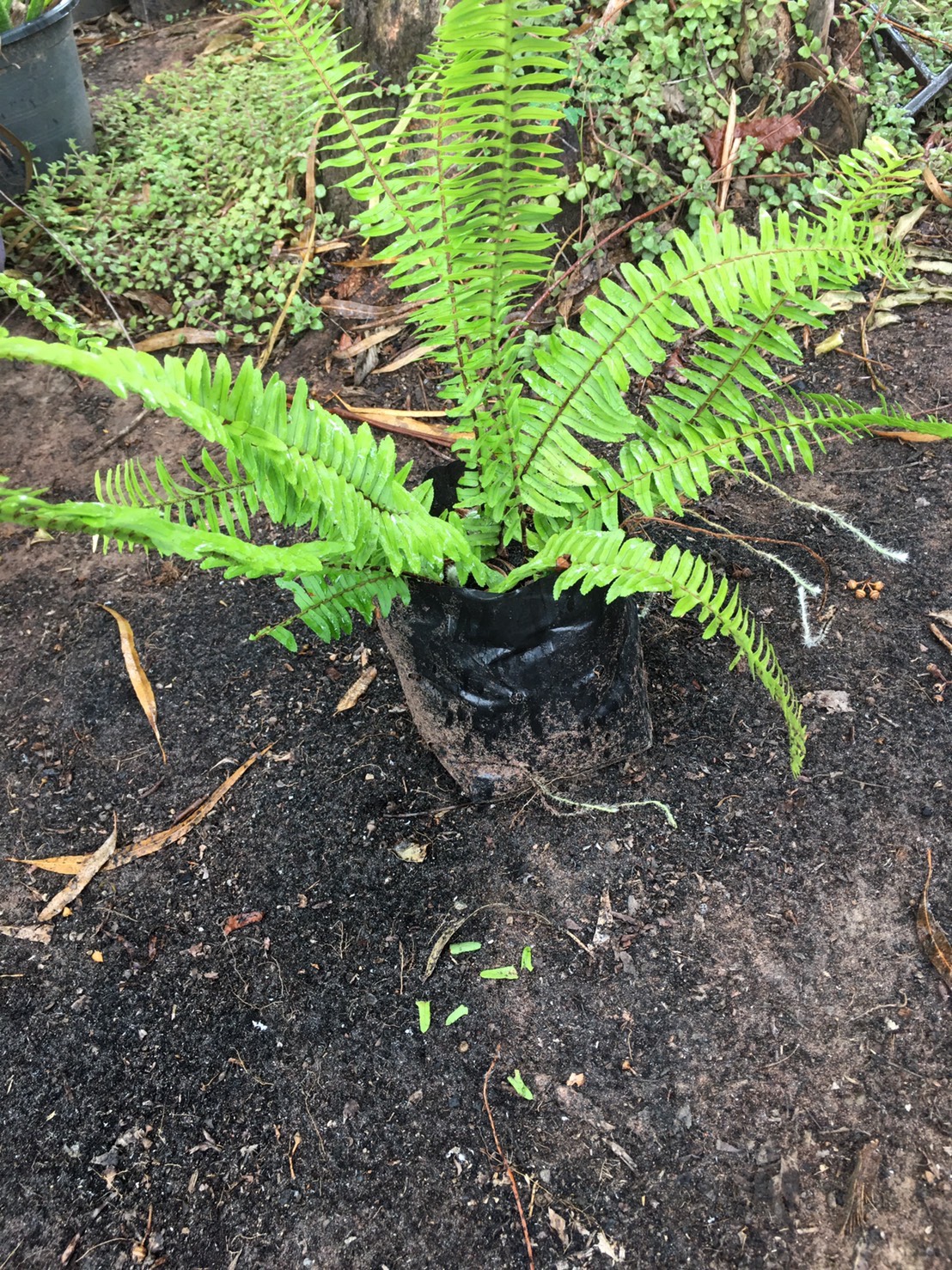 เฟิร์นใบมะขาม Nephrolepis cordifolia or Sword Fern