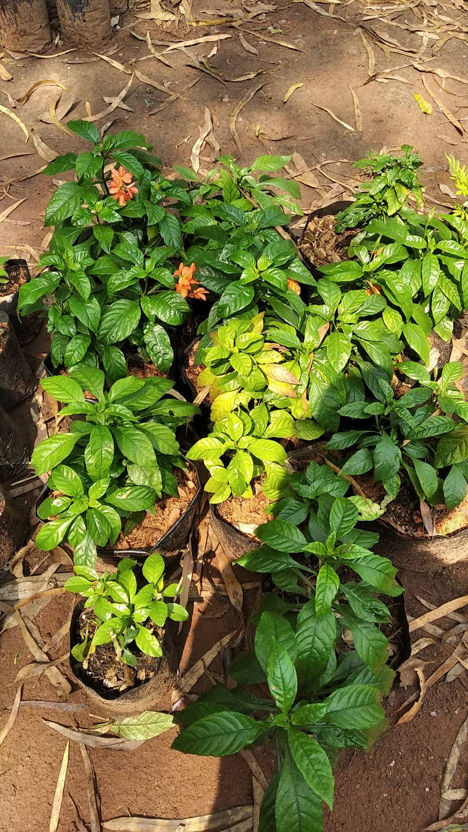 ต้นสังกรณี Fire-cracker flower กวางตูดแฉะ ไม้พุ่ม สมุนไพร