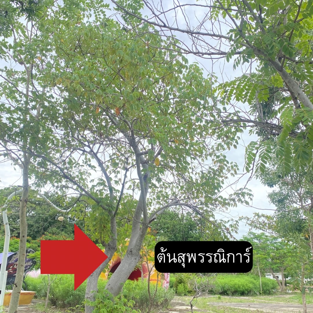 ต้นสุพรรณการ์ Cochlospermum regium (Mart.&Schrank) Pilg