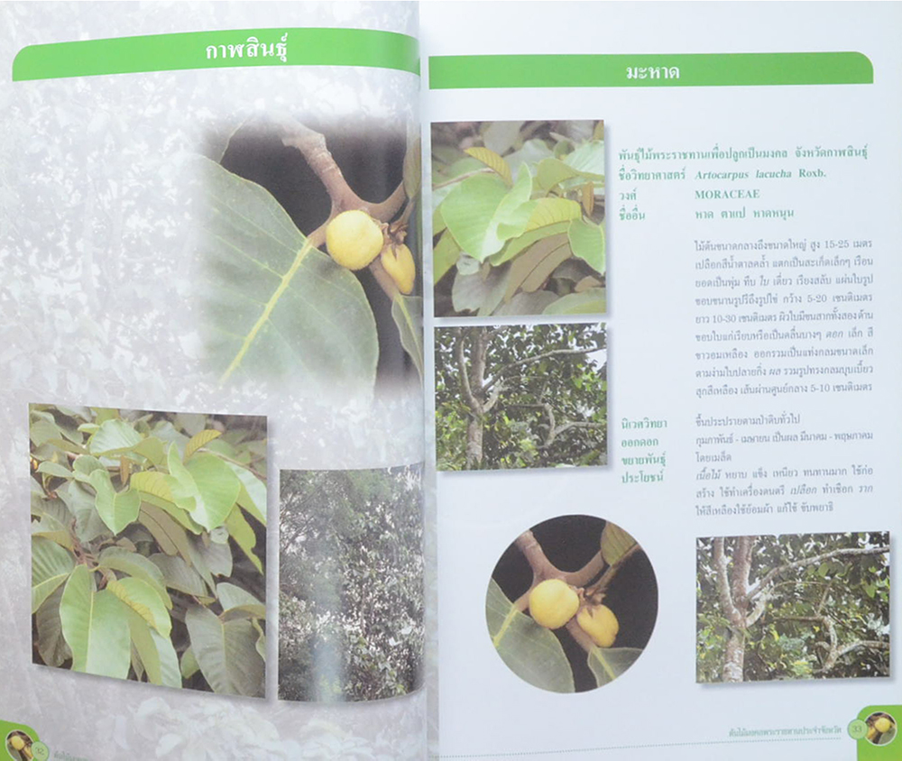 ต้นไม้มงคลพระราชทานประจำจังหวัด (ขายตามสภาพ)