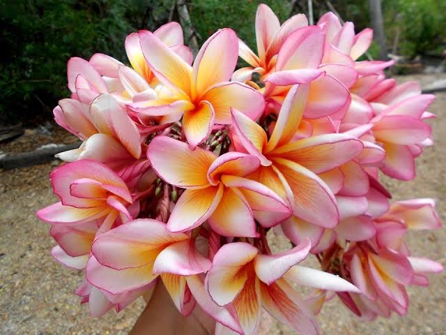 ต้นลีลาวดี ชมพูเจ้าพระยา ต้นลั่นทม Plumeria ไม้ดอกยืนต้น