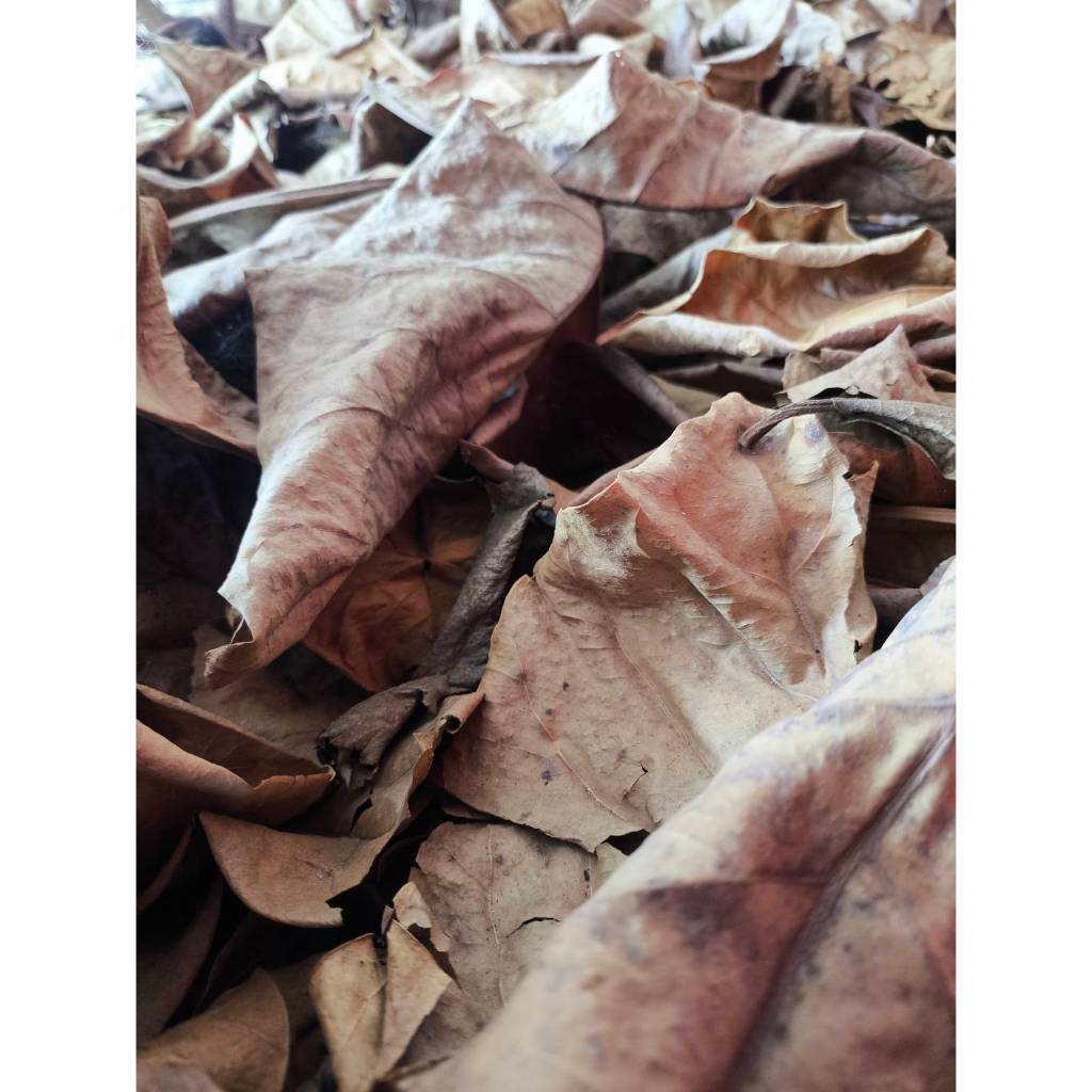 ใบหูกวางแห้ง ใบหูกวาง 1 ถุง มีประมาณ 10-15 ใบ