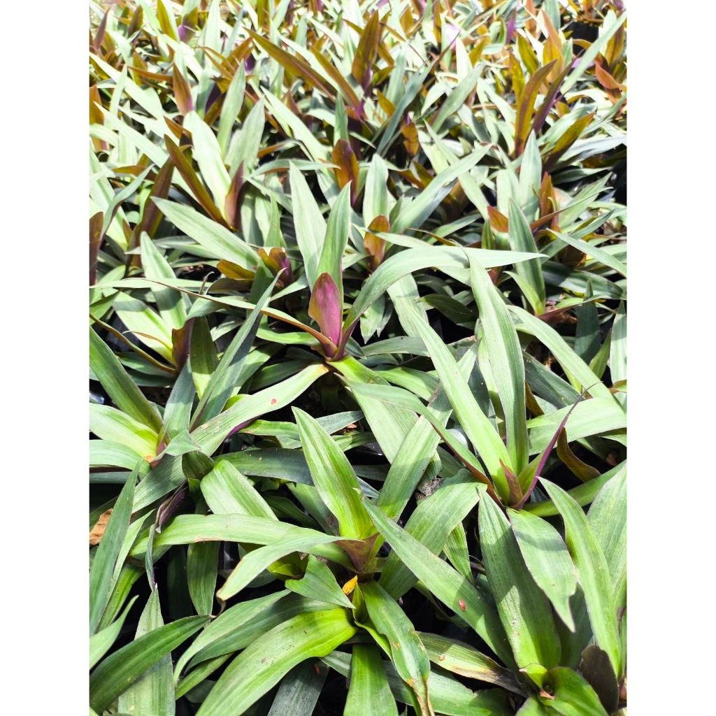 กิ่งว่านกาบหอยแครง Oyster plant