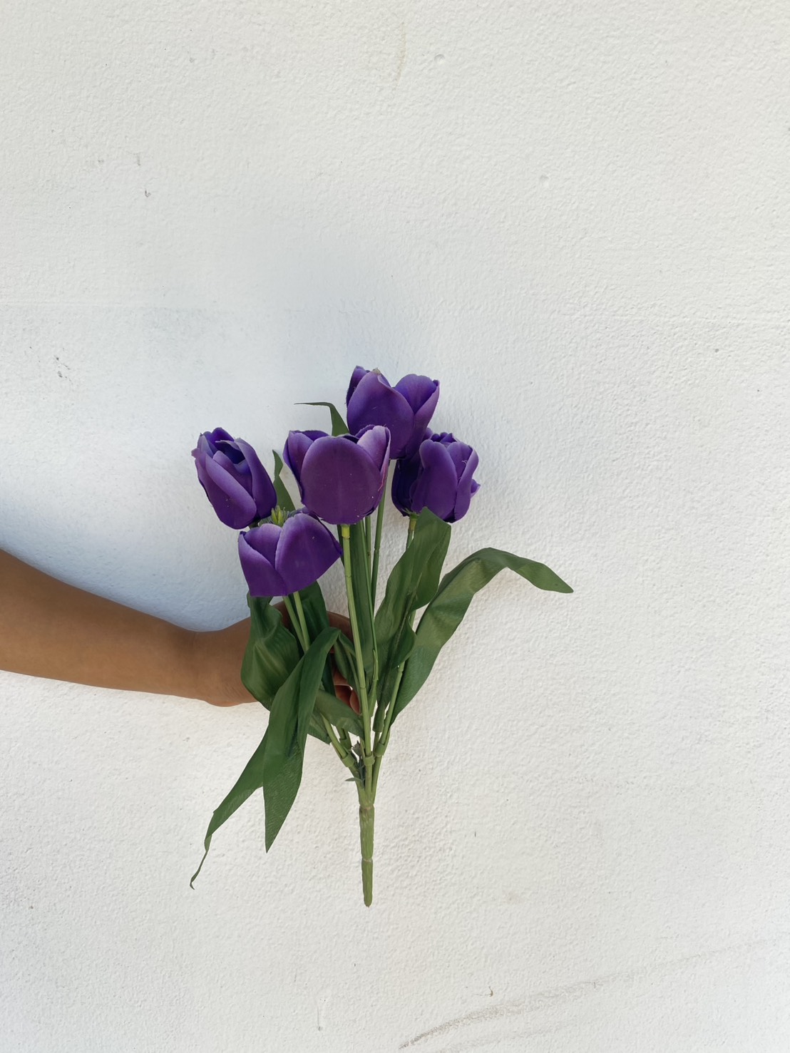 ดอกทิวลิปสีม่วง Tulip Purple