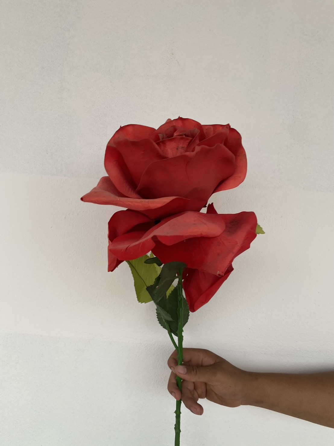 ดอกกุหลาบดอยตุง ดอกใหญ่ Red Rose