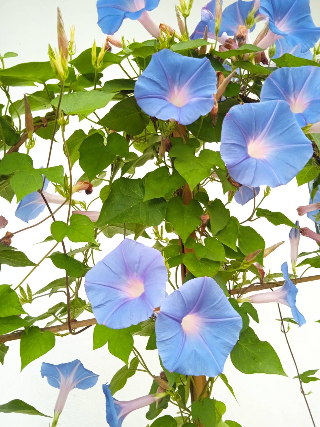 มอร์นิ่งกลอรี่ Morning Glory