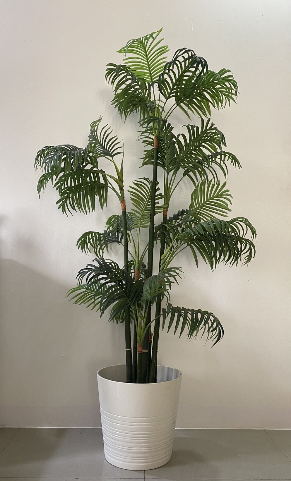 ต้นหมากเหลือง ปลอม Yellow areca