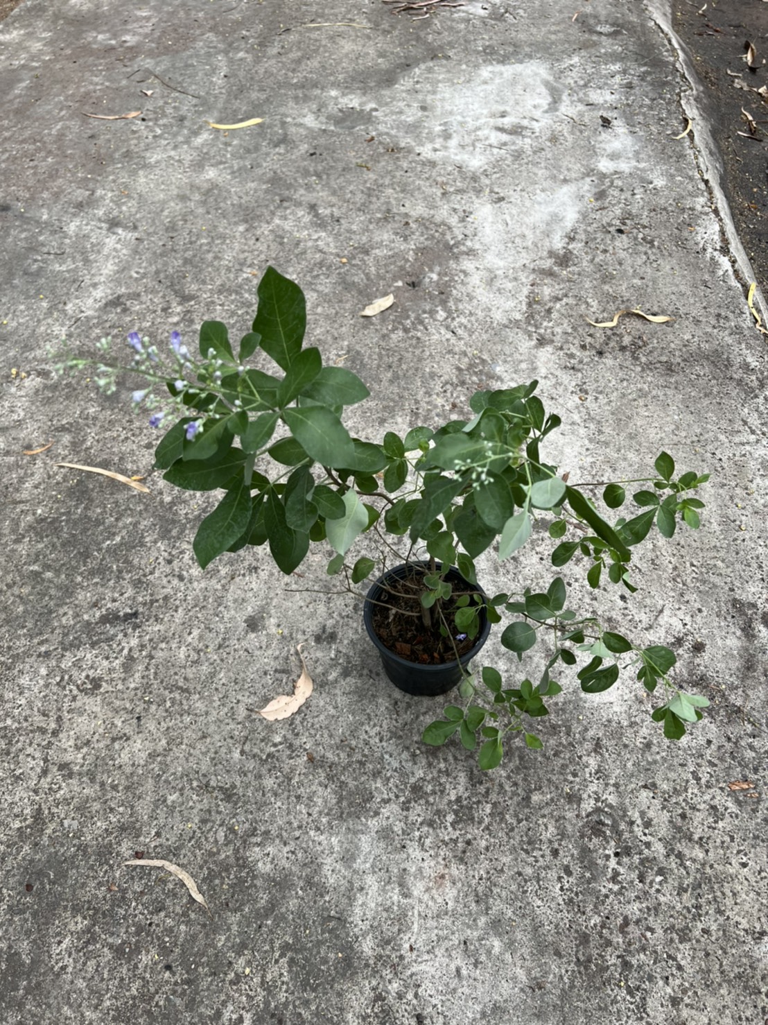 คนทีสอ Vitex trifolia สมุนไพร