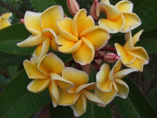 ต้นลีลาวดี เหลืองพระเทพ ต้นลั่นทม Plumeria ไม้ดอกยืนต้น