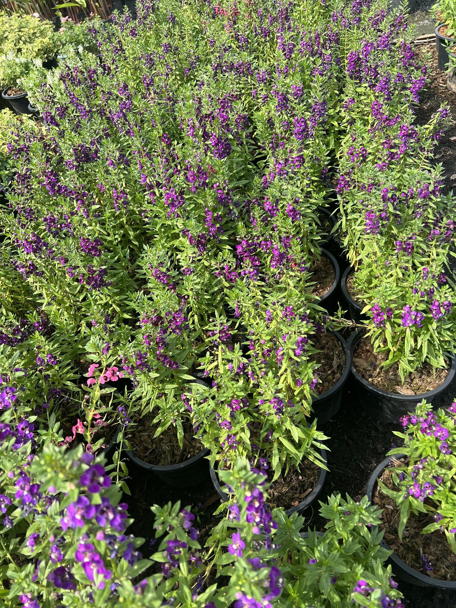ฟอร์เก็ตมีน็อต สีม่วง Forget me not