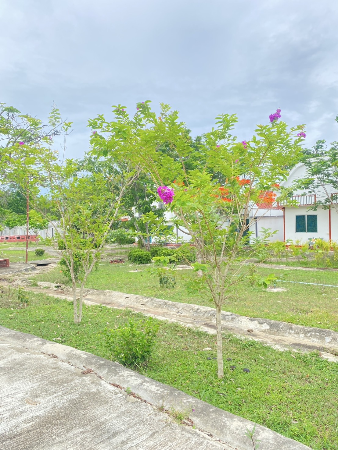 ต้นม่วงส่าหรี Lagerstroemia hybrid