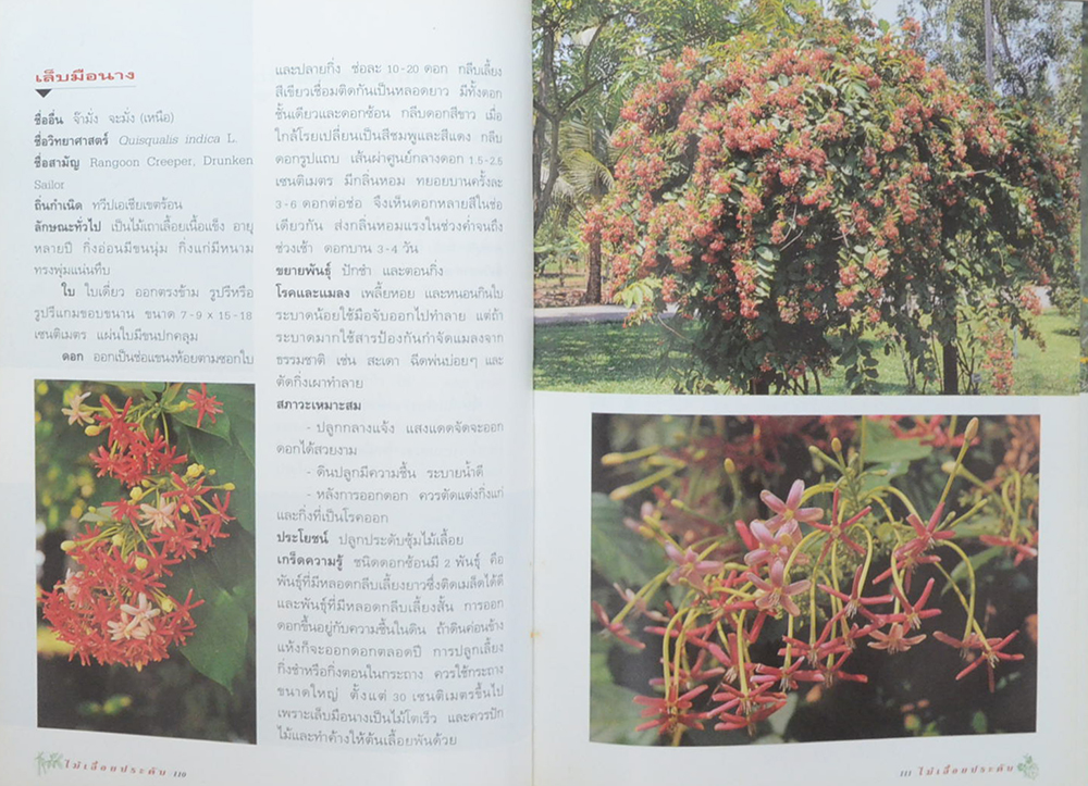 ไม้เลื้อยประดับ