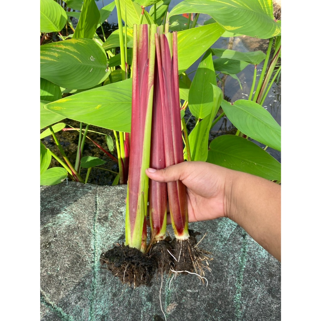 ต้นคล้าน้ำช่อห้อย Alligator Flag ส่งล้างรากตัดใบ (3 ต้นแถม 1 ต้น)