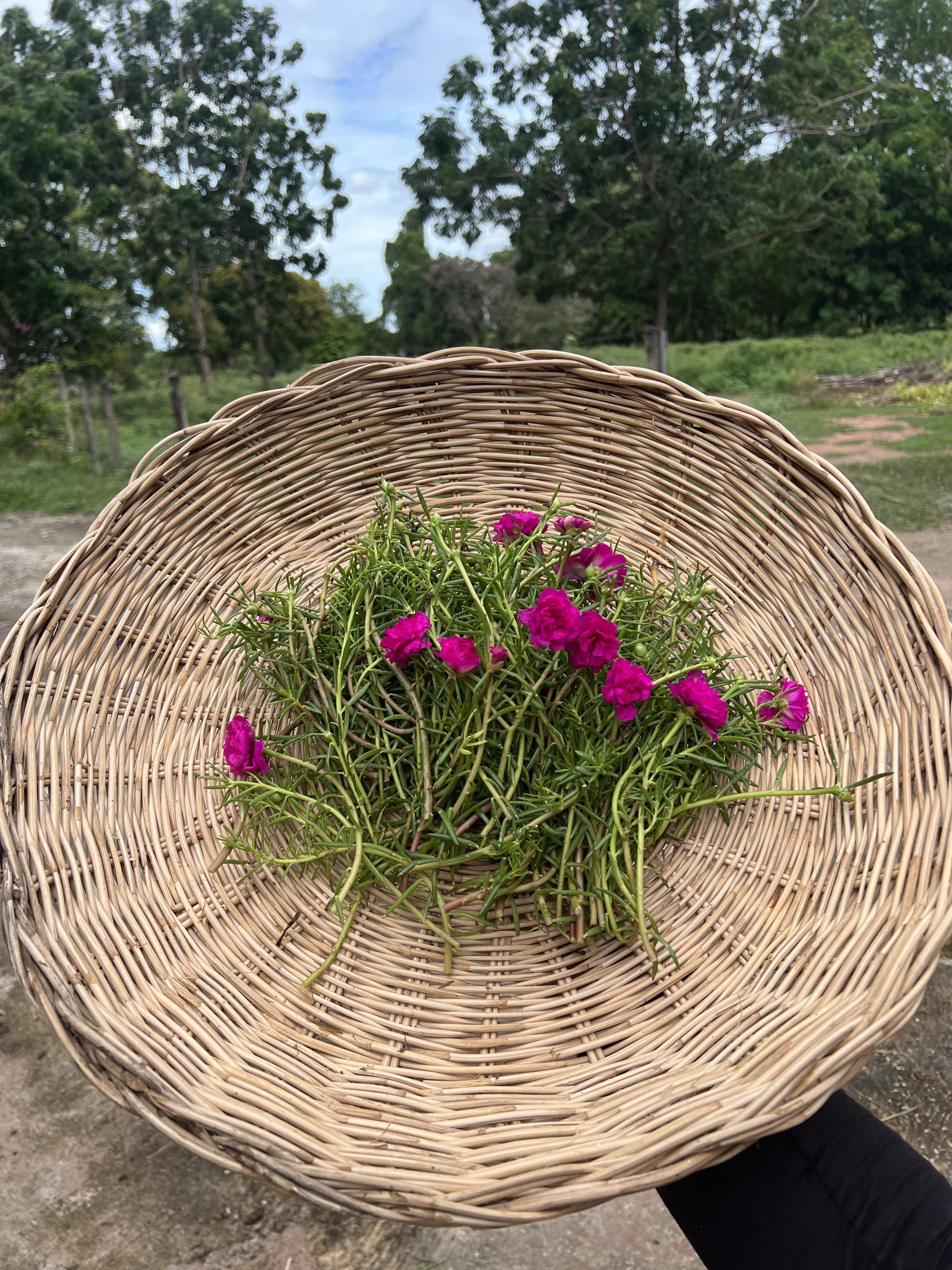 กิ่ง แพรเซี่ยงไฮ้ 3กิ่ง คละสี Portulaca