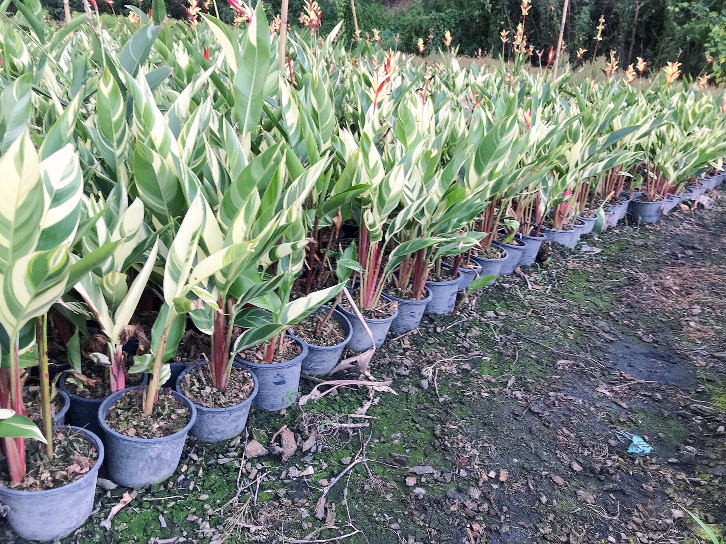 เบิร์ดด่าง เฮลิโคเนียด่าง ต้นปักษาสวรรค์ด่าง Heliconia ธรรมรักษาด่าง ดอกสีแดง