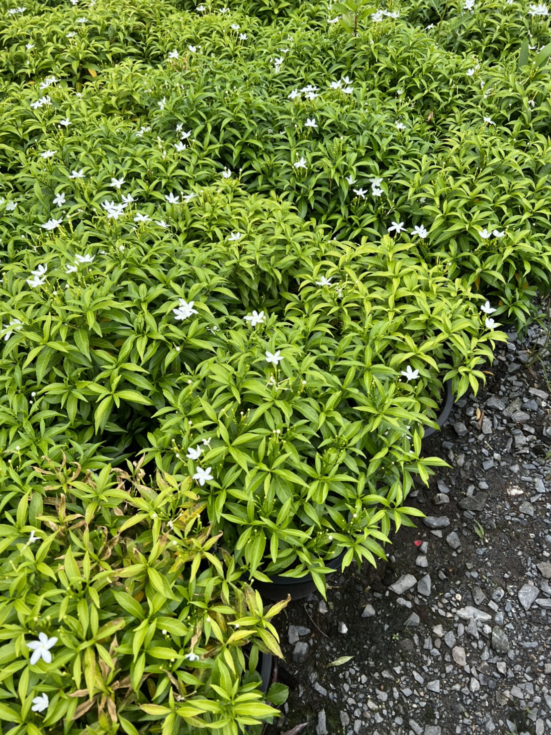 พุดศุภโชค. Gerdenia Crape Jasmine