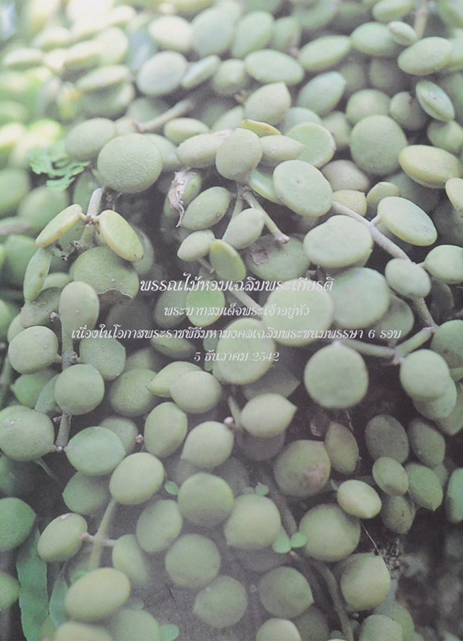 พรรณไม้หอม เฉลิมพระเกียรติพระบาทสมเด็จพระเจ้าอยู่หัว (ขายตามสภาพ)