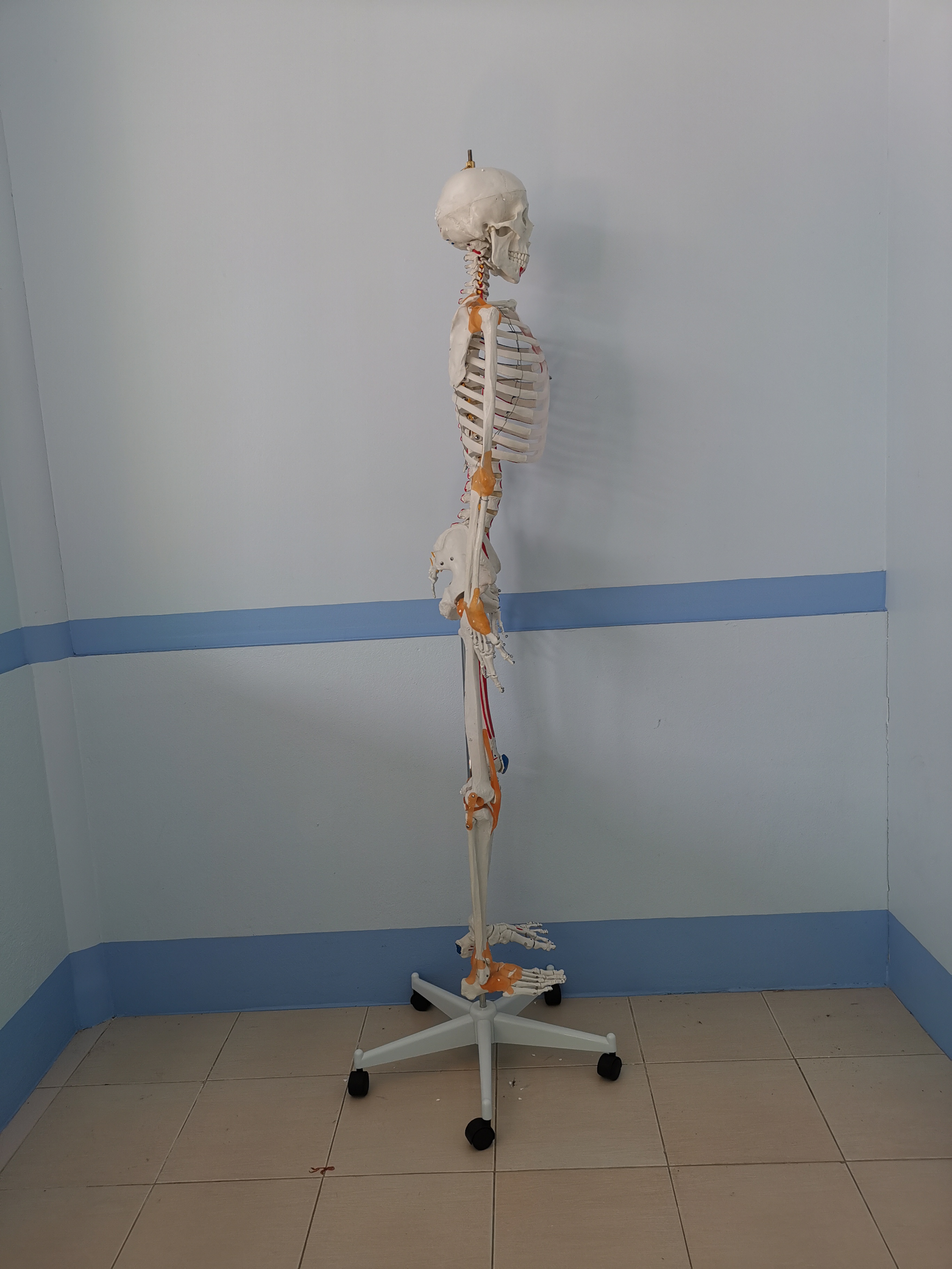 โมเดลโครงกระดูกมนุษย์ ขนาดเท่าของจริง แบบแสดงเอ็นข้อต่อและจุดเกาะกล้ามเนื้อ (รุ่น PVC แข็งแรงพิเศษ)