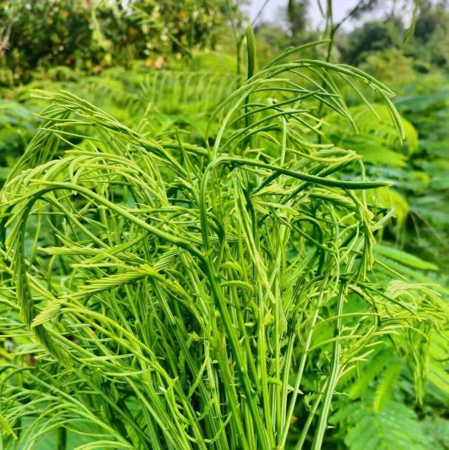 ยอดชะอมสดใหม่ Climbing Wattle