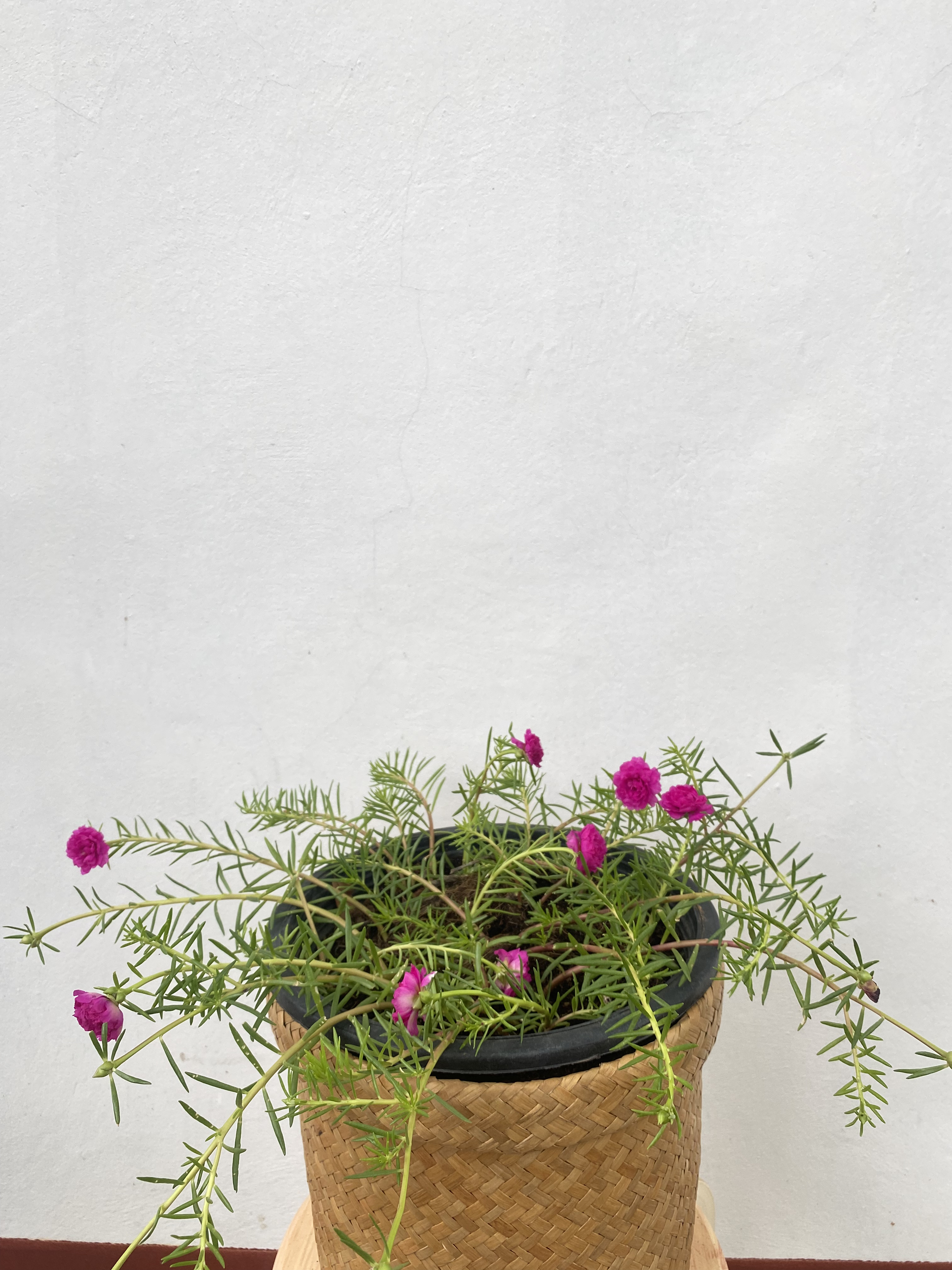 แพรเซี่ยงไฮ้ Portulaca ไม้ดอก อวบน้ำ
