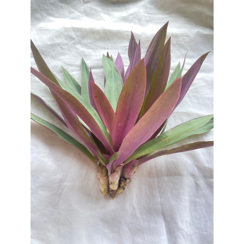 กิ่งว่านกาบหอยแครง Oyster plant