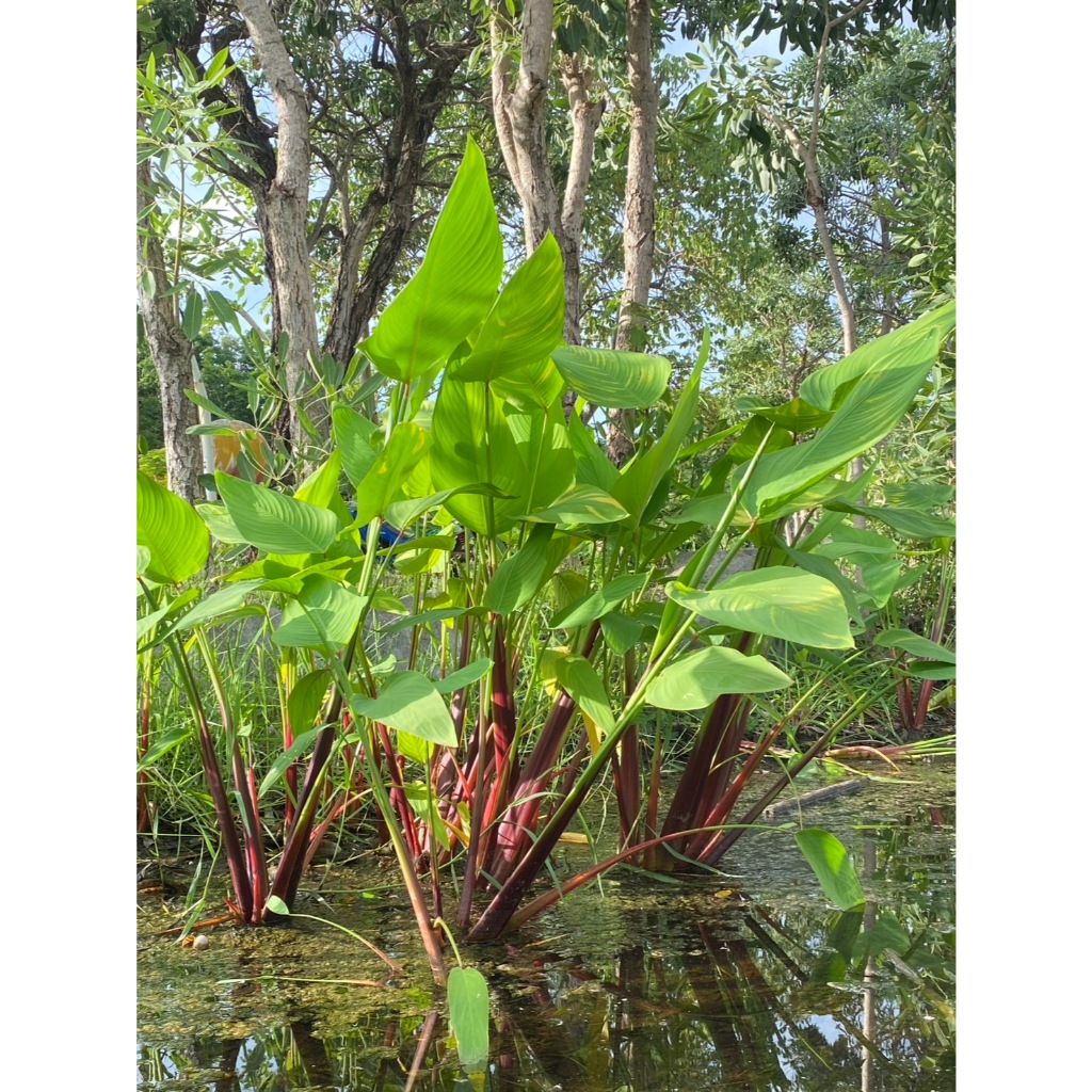 ต้นคล้าน้ำช่อห้อย Alligator Flag ส่งล้างรากตัดใบ (3 ต้นแถม 1 ต้น)