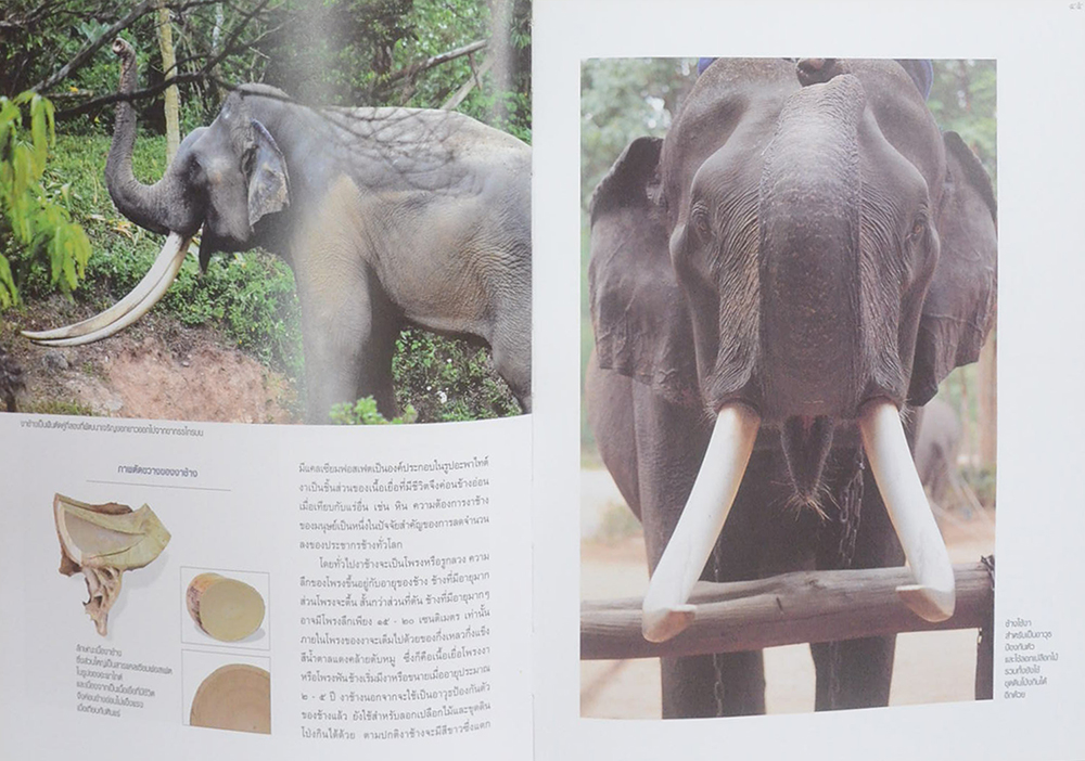 คืนช้างสู่ธรรมชาติ