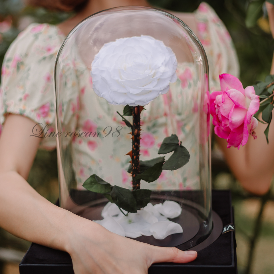 กุหลาบอมตะ Special selection กุหลาบในโหลแก้ว กุหลาบสีขาว กุหลาบวาเลนไทน์ ดอกไม้วันเกิด ของขวัญวันครบรอบ ช่อกุหลาบแดง