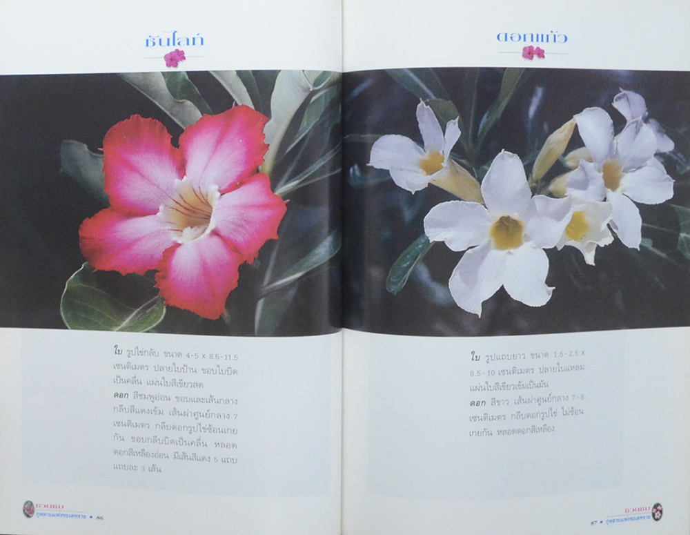 ชวนชม: กุหลาบแห่งทะเลทราย (ขายตามสภาพ)