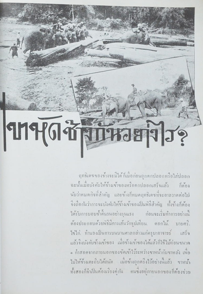 เรื่องของช้าง