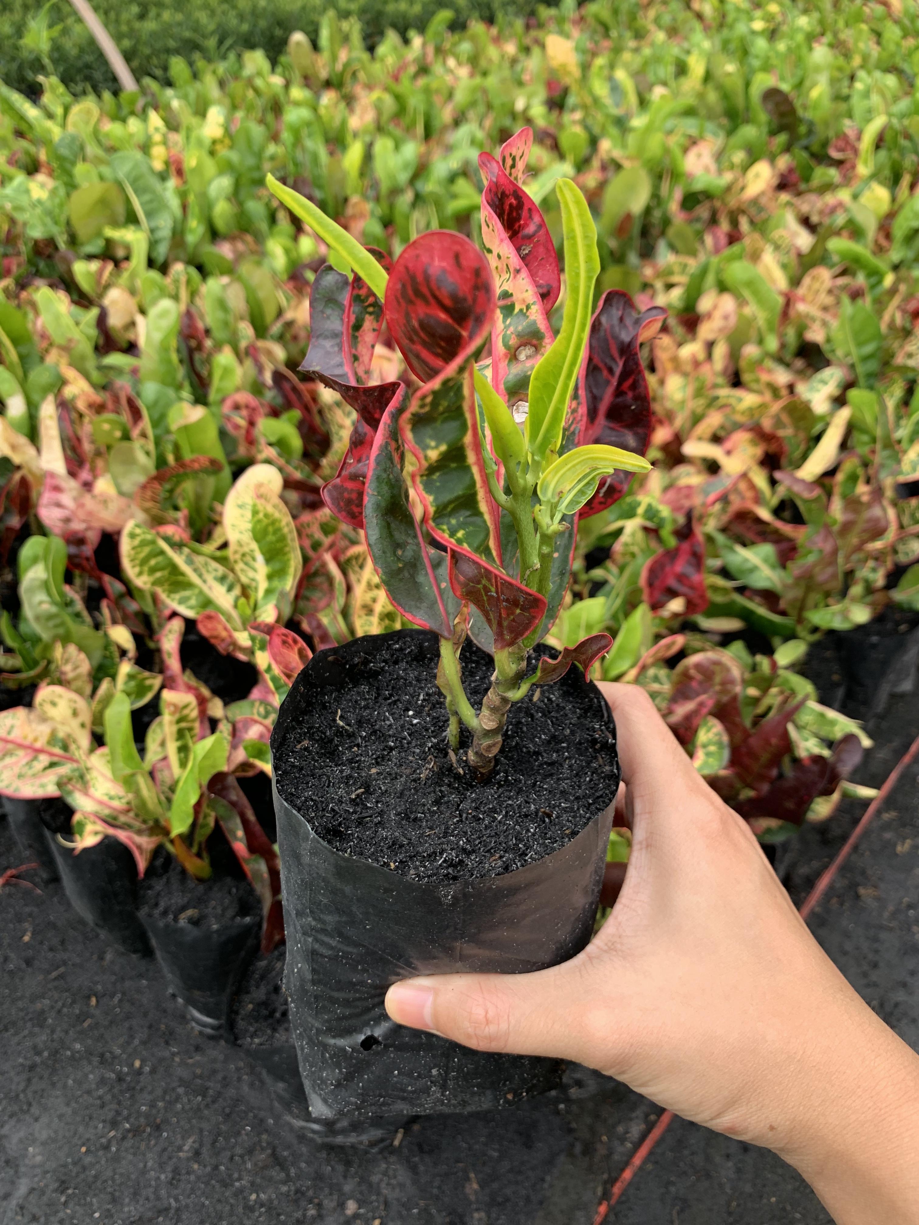 โกสน ช้างกินเลี้ยง croton plant ไม้พุ่ม