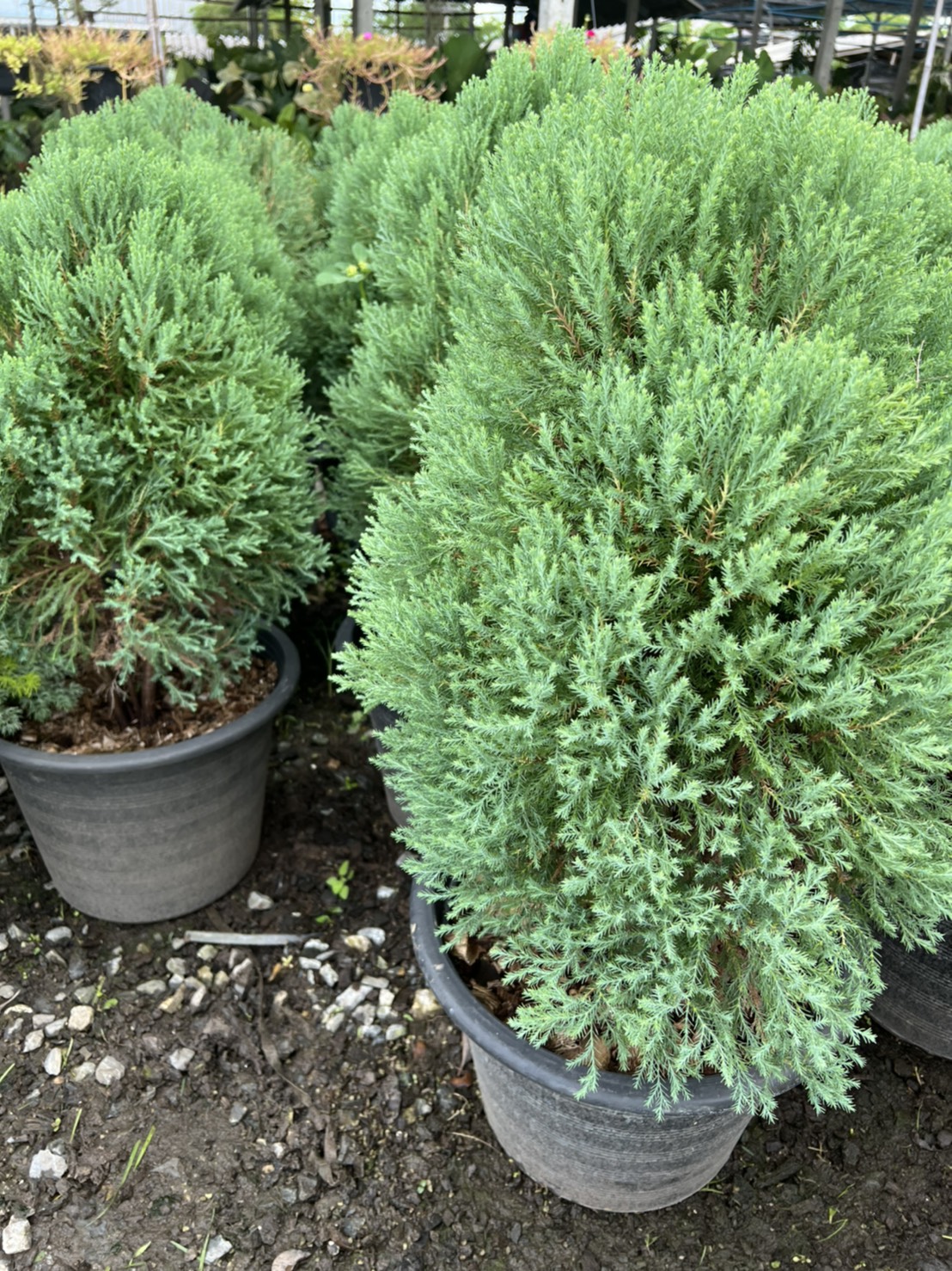 สนบอล Platycladus สนบอม