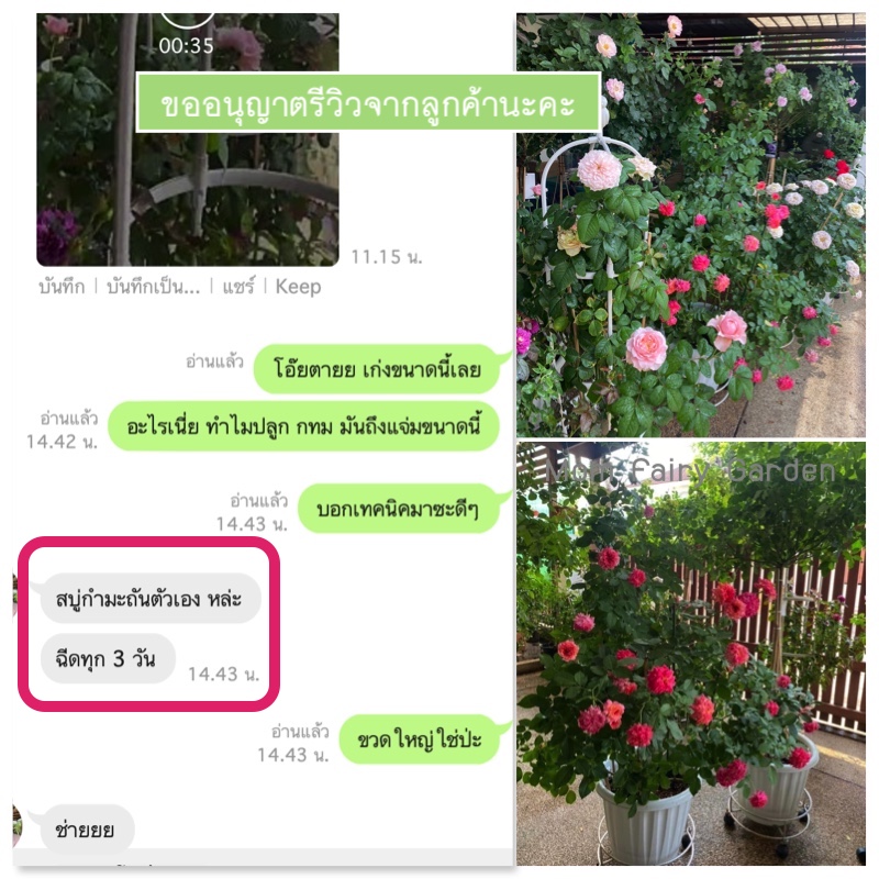 👍สบู่กำมะถัน 280/400ml กำจัดไรแดง ราแป้ง เพลี้ย แบคทีเรีย ดอกสีสดใบสวยหนาเขียว ขวดบีบ/ขวดปั๊ม ใช้ง่าย