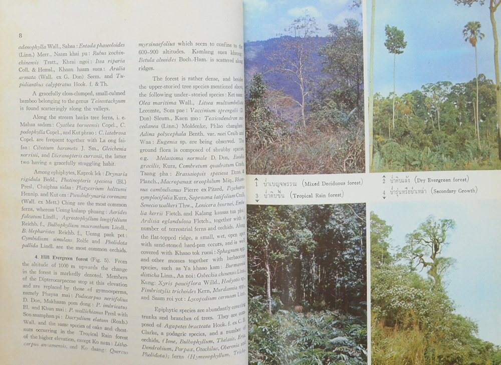 พันธุ์ไม้อุทยานแห่งชาติเขาใหญ่